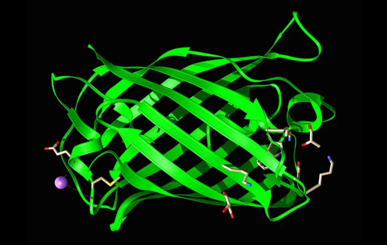 Ex scienziati di Meta lanciano un gigantesco modello AI per il design delle proteine